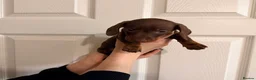 Miniature Dachshund dogs for sale: 🐾 MINI DASCHUND PUPPIES 🐾 - Advert 8
