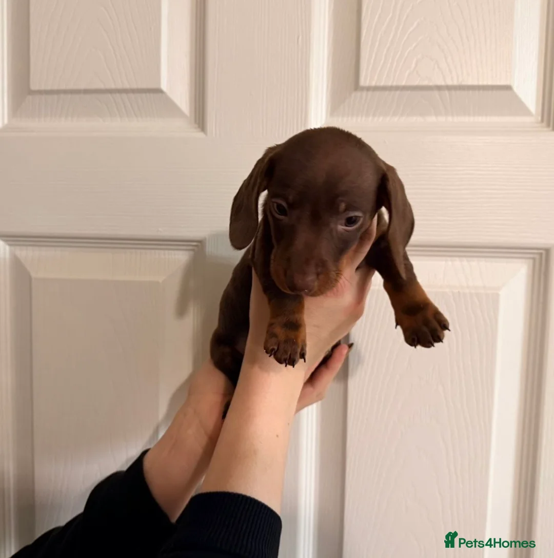 Miniature Dachshund dogs for sale: 🐾 MINI DASCHUND PUPPIES 🐾 - Advert 8