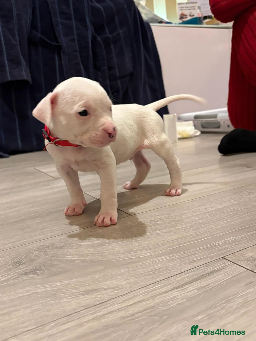 American Bulldog dogs for sale: American bulldog puppies  - Advert 17