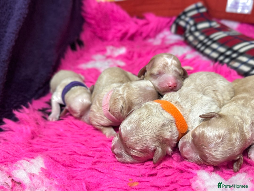 Cavapoo dogs for sale:  F1 poochons health tested parents 🐶 - Advert 7