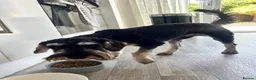 Mixed Breed dogs for sale: 6 month old Schnockerpoo, Oscar 🤍 - Advert 5