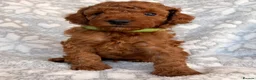 Toy Poodle dogs for sale: 🐾 KC register Red Toy Poodle Puppies 🐾  in Caerphilly - Advert 7