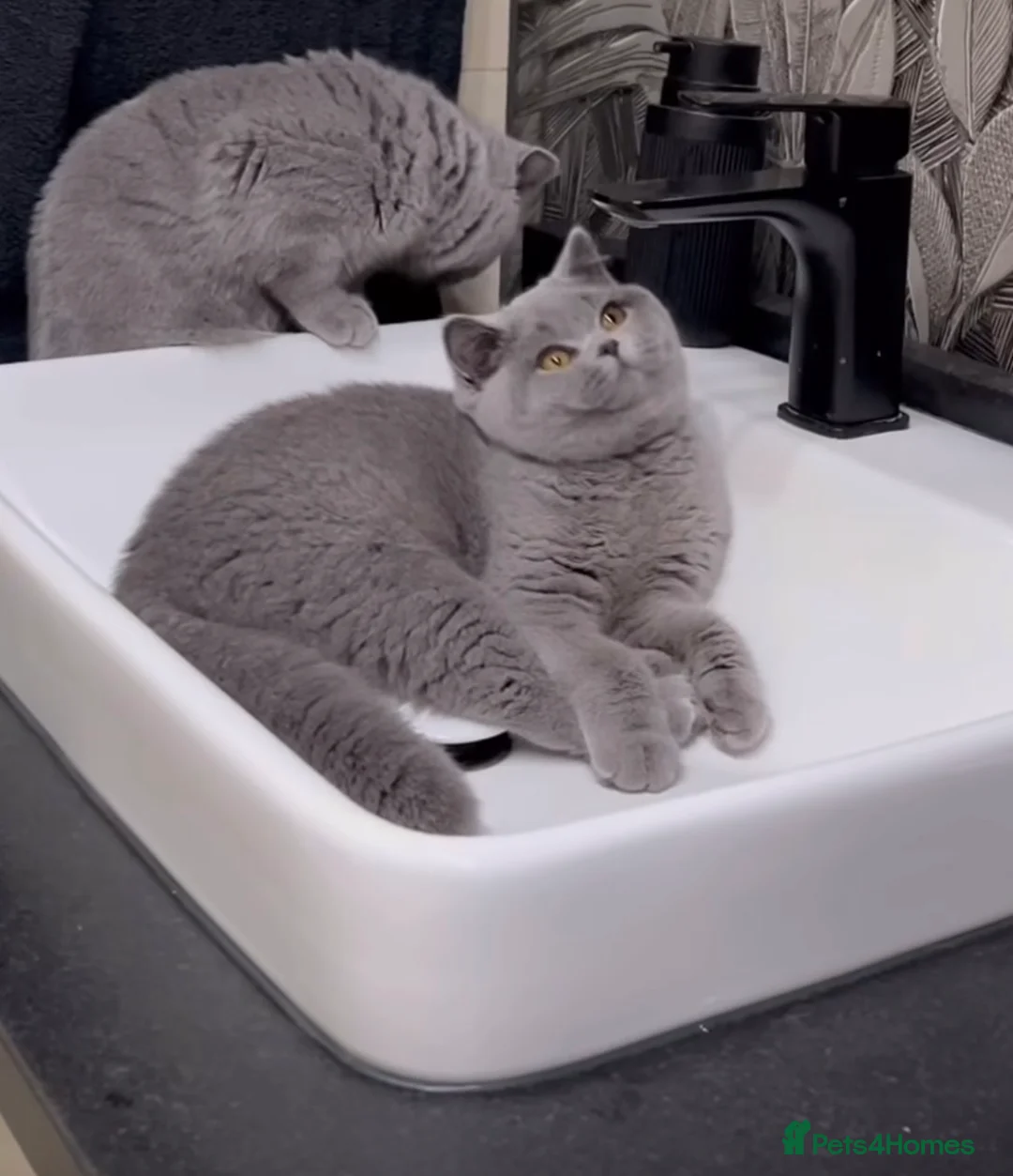 British Shorthair cats for sale: British short hair fluffy kittens  - Advert 2