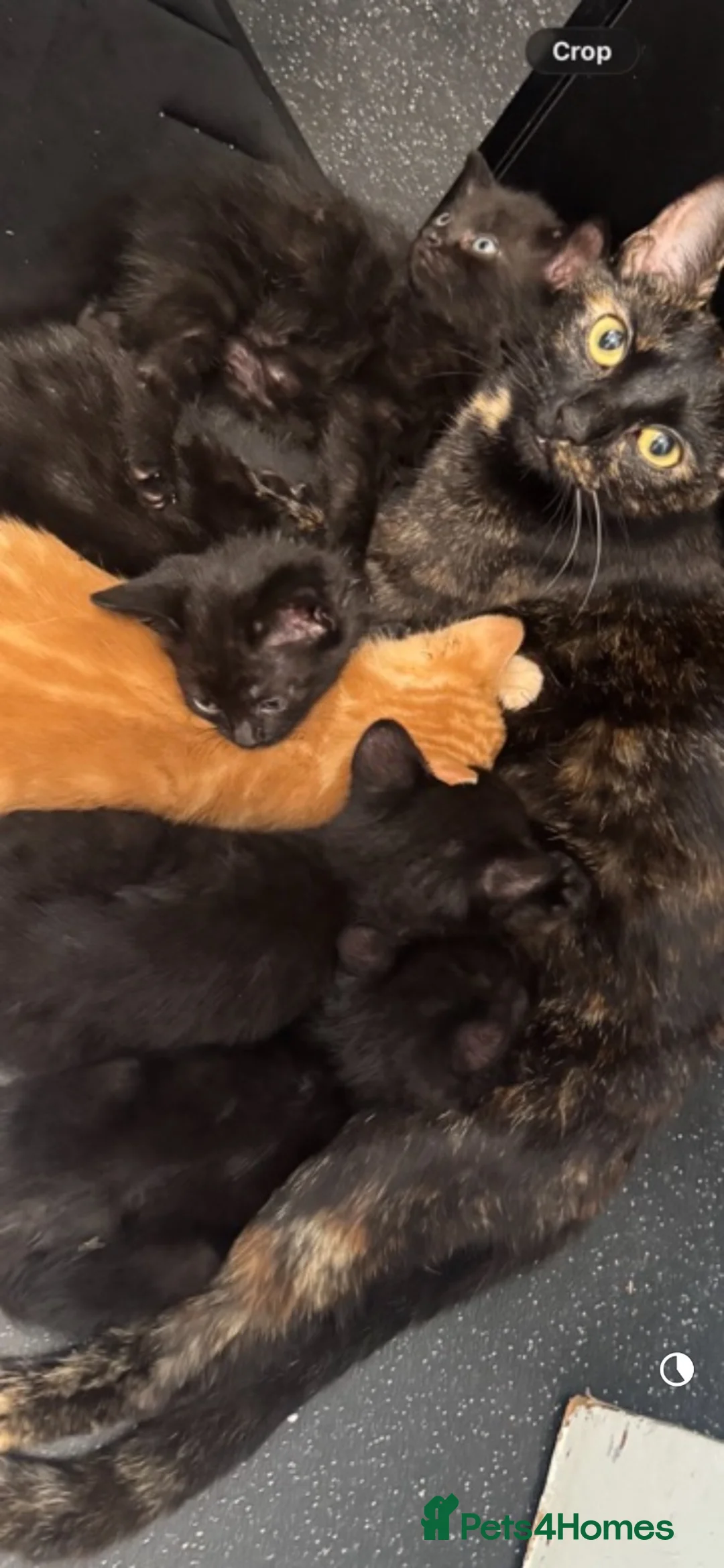 British Shorthair cats for sale: Black kittens for sale  - Advert 2