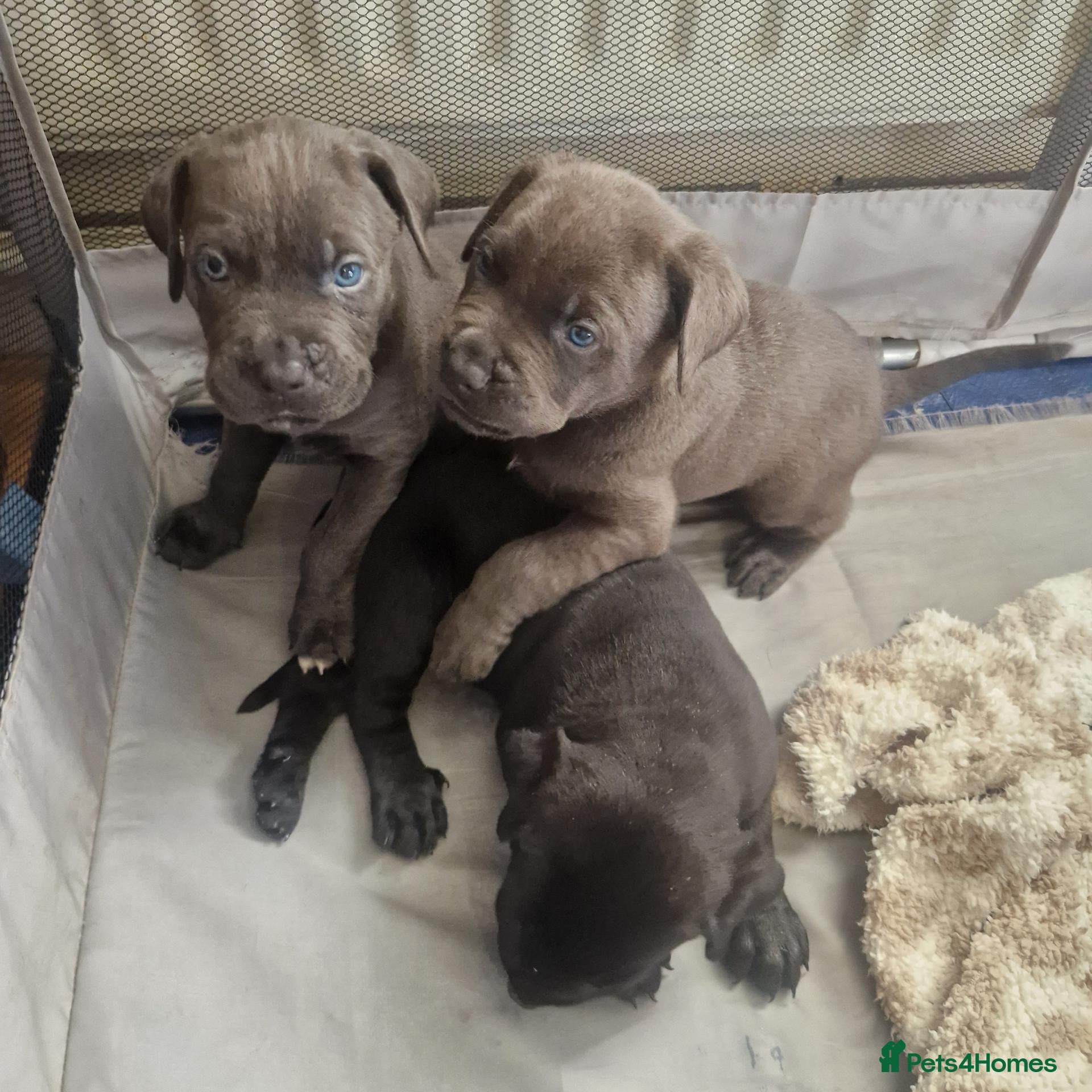Mixed Breed dogs Stunning chunky pups - Advert 1