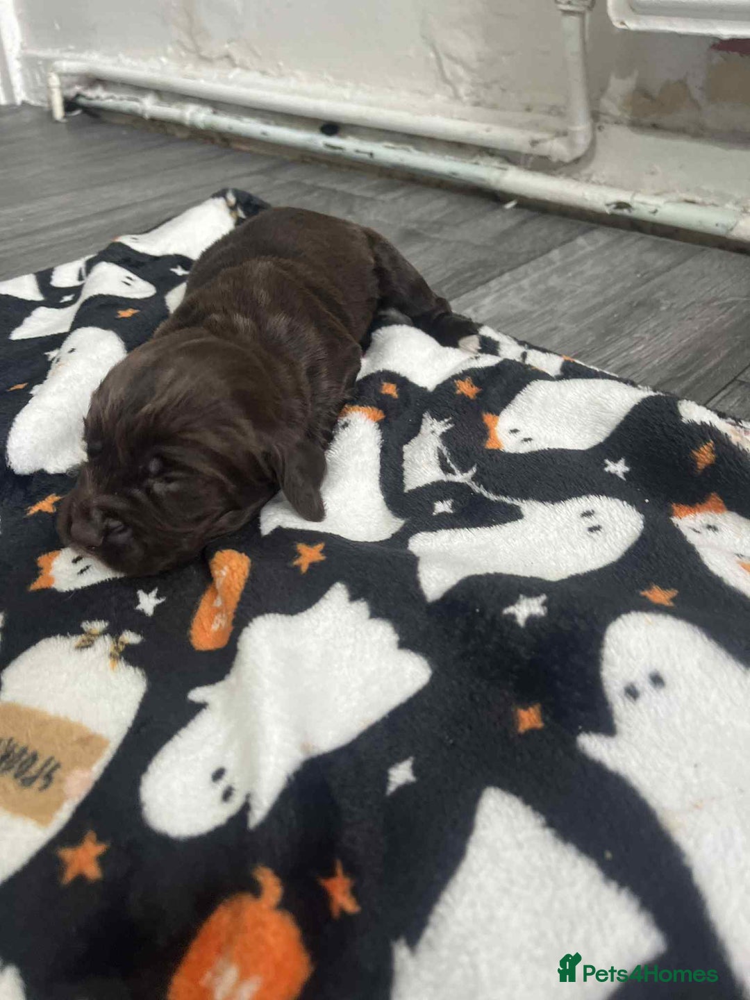 Cocker Spaniel dogs for sale: Cocker spaniel puppies 5 boys available  - Image 14