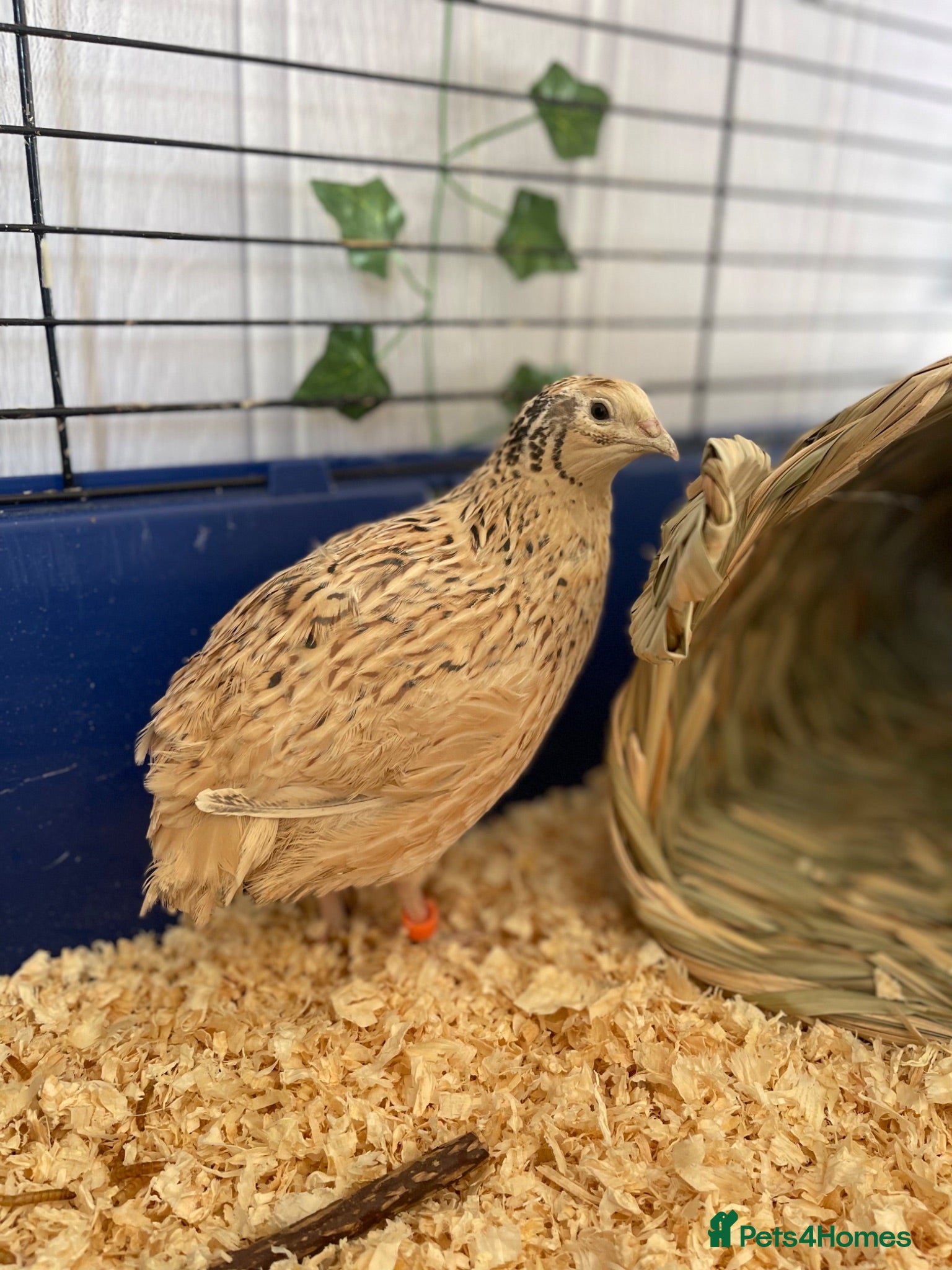 Quail poultry Two female quail  - Advert 3