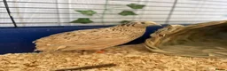 Quail poultry for sale: Two female quail  - Advert 1