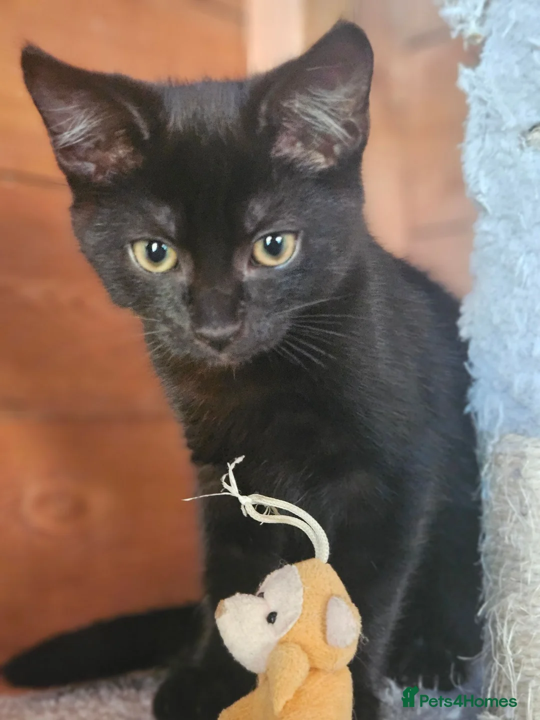 Mixed Breed cats for sale: Half Bengal Kittens - Advert 23