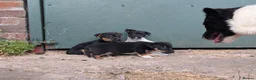 Jack Russell dogs for sale: Jack Russell Puppies for sale - Advert 7