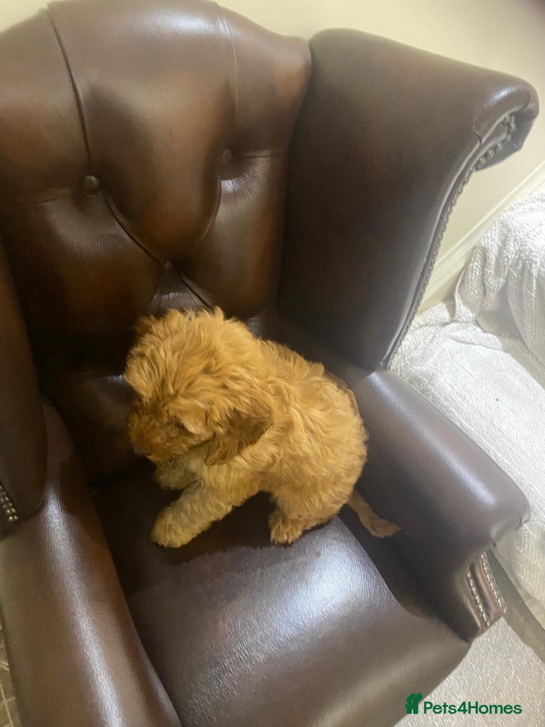 Cockapoo dogs for sale: Ready to leave cockerpoos  - Advert 9