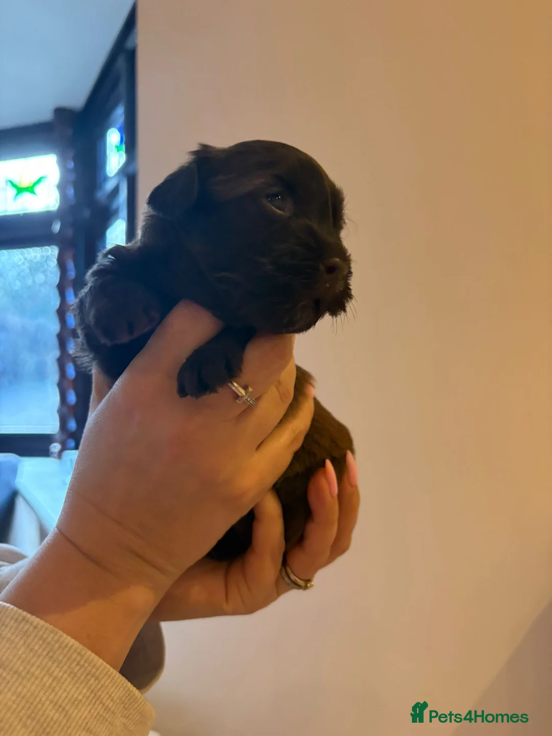 Havanese dogs for sale: Beautiful Havanese puppies - Advert 24