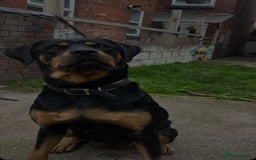 Rottweiler dogs for sale: 8 week old female Rottweiler puppy  - Image 2