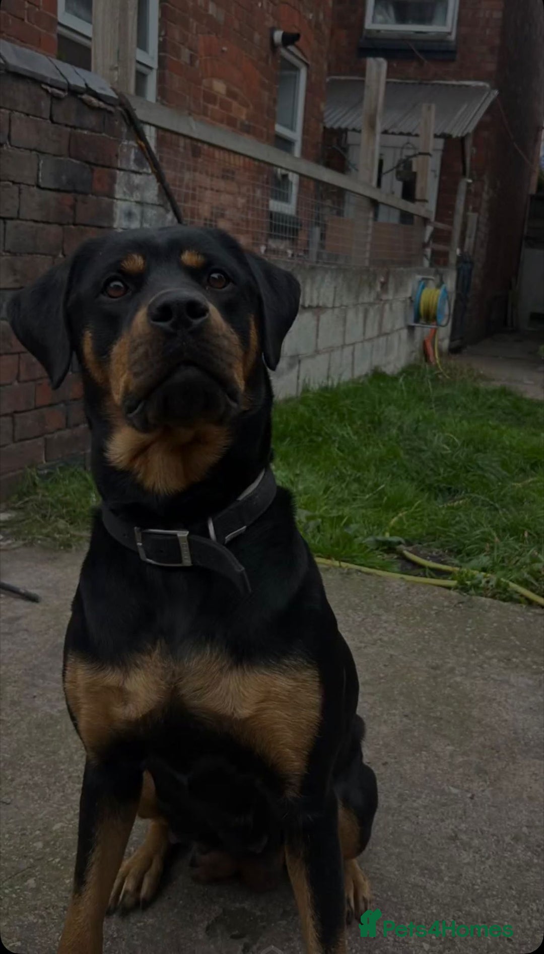 Rottweiler dogs for sale: 8 week old female Rottweiler puppy  - Image 2