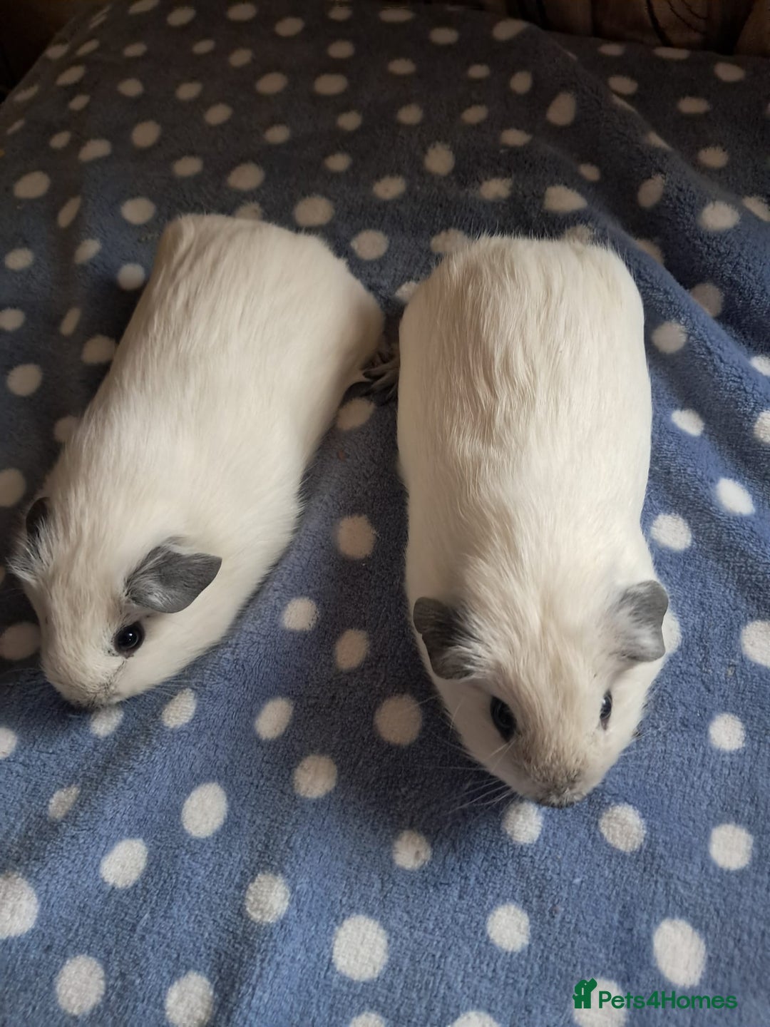 Guinea Pig rodents for sale: BEAUTIFUL BABY BOY CALIFORNIANS - Advert 5