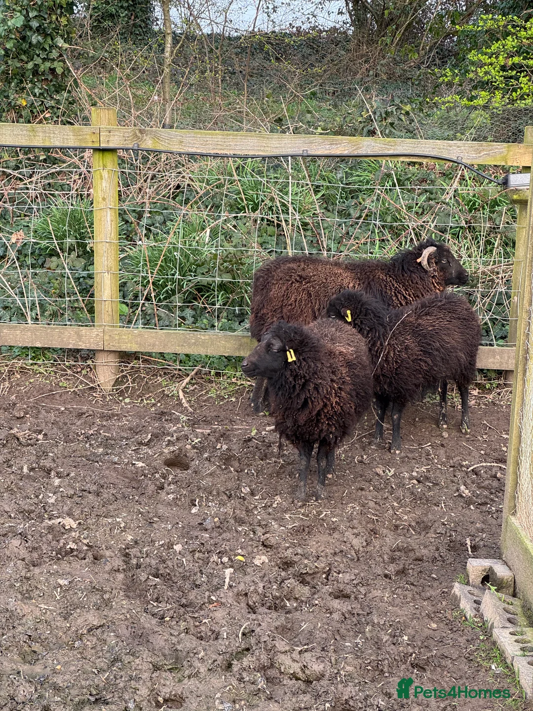 Sheep livestock for sale: Miniature sheep for sale ouessant - Advert 6