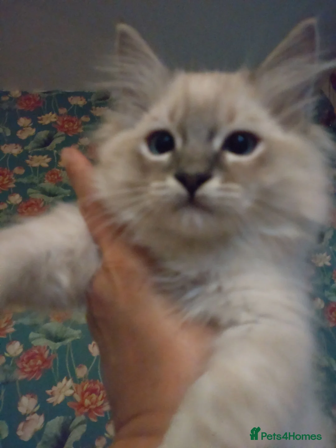 Ragdoll cats for sale: Beautiful affectionate Boys  - Advert 4