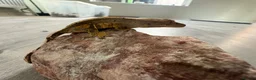 Gecko reptiles for sale: Crested geckos  - Advert 5