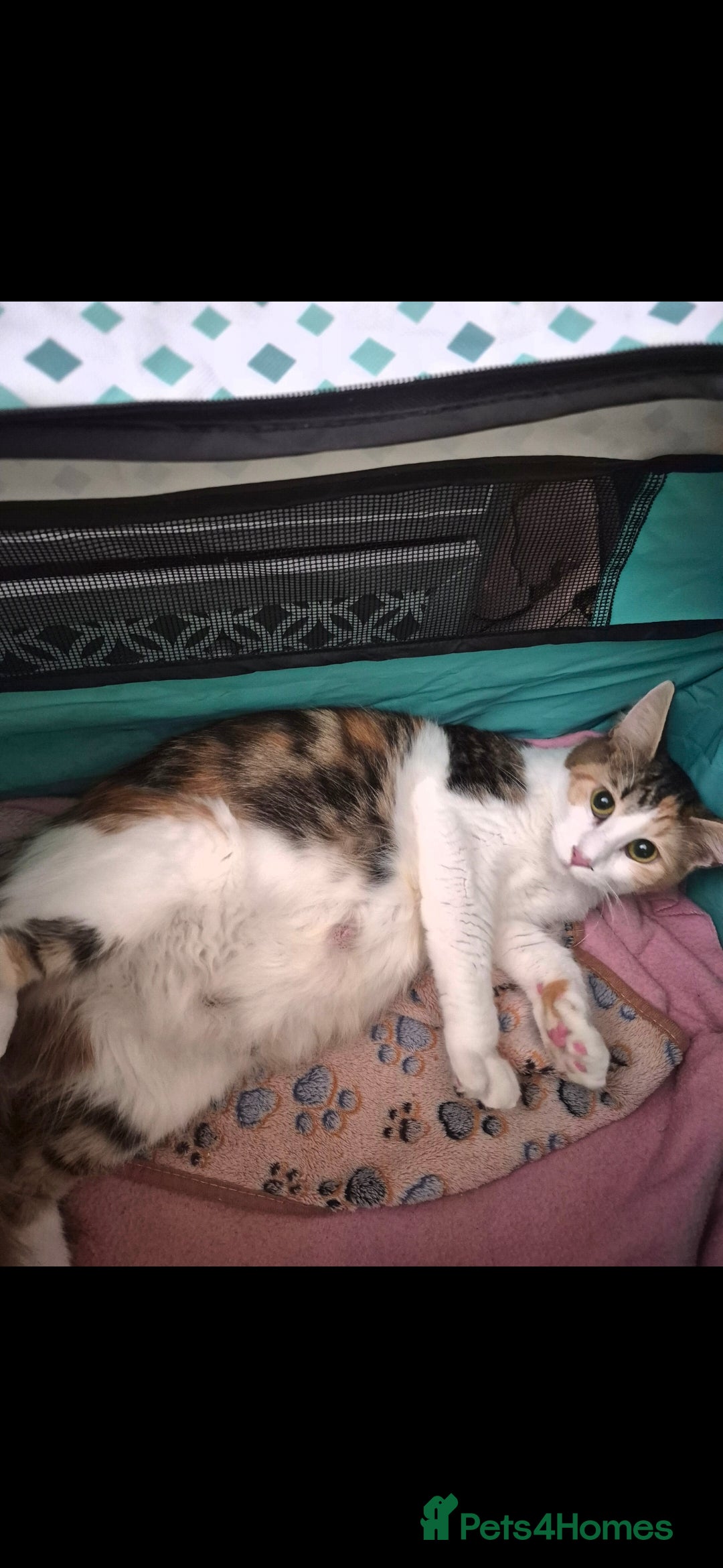 Maine Coon cats for sale: Last little Maine Coon Floof - Advert 3