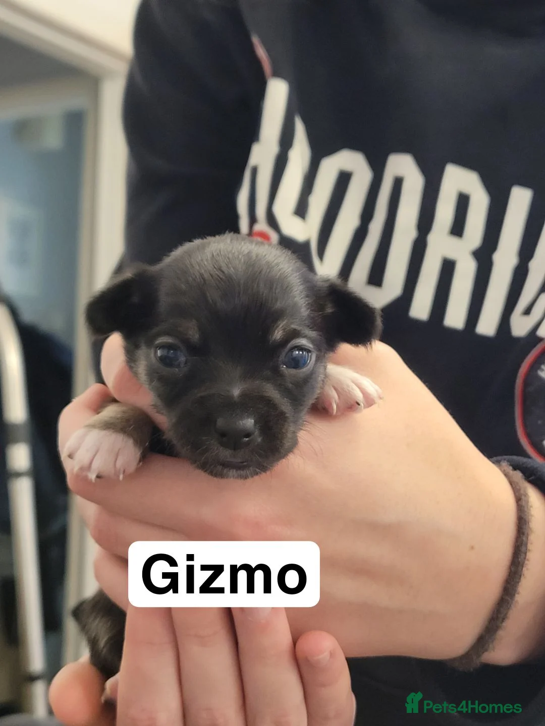 Chihuahua dogs for sale: 5 chihuahua puppies - Advert 6