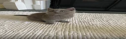 British Shorthair cats for sale: Beautiful GGCF British Shorthair X Ragdoll Kittens - Advert 11