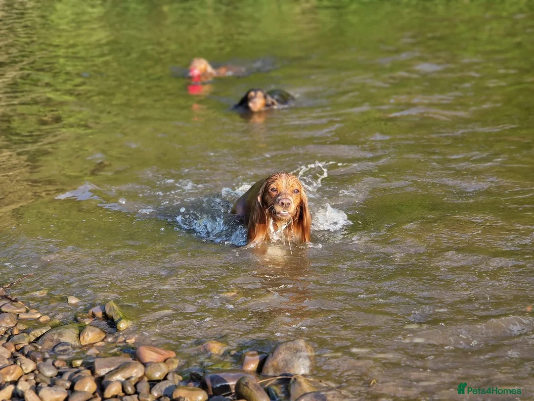 Cocker Spaniel dogs for sale: Cocker spaniel puppies for sale  - Advert 8