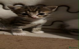 Domestic Shorthair cats for sale: 2 baby Kittens For Sale - Image 2