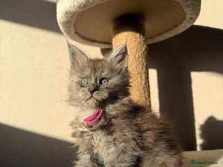 Maine Coon cats LAST Female Black Smoke Maine Coon kittens - Advert 1