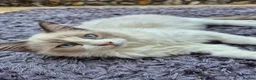 Ragdoll cats for sale: Two cuddly GCCF Ragdoll boys available 🩵 - Advert 4
