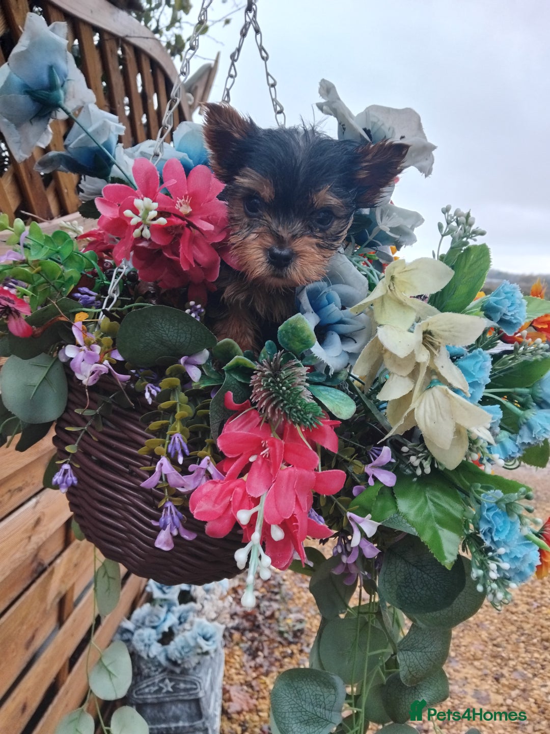 Yorkshire Terrier dogs for sale: Yorkshire puppies, 9 week cold  **  size. Two li - Advert 2