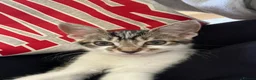 Mixed Breed cats for sale: Muffin - Advert 3