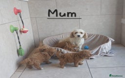 Cavachon dogs for sale: Cavapoochon puppies 💕 - Image 5