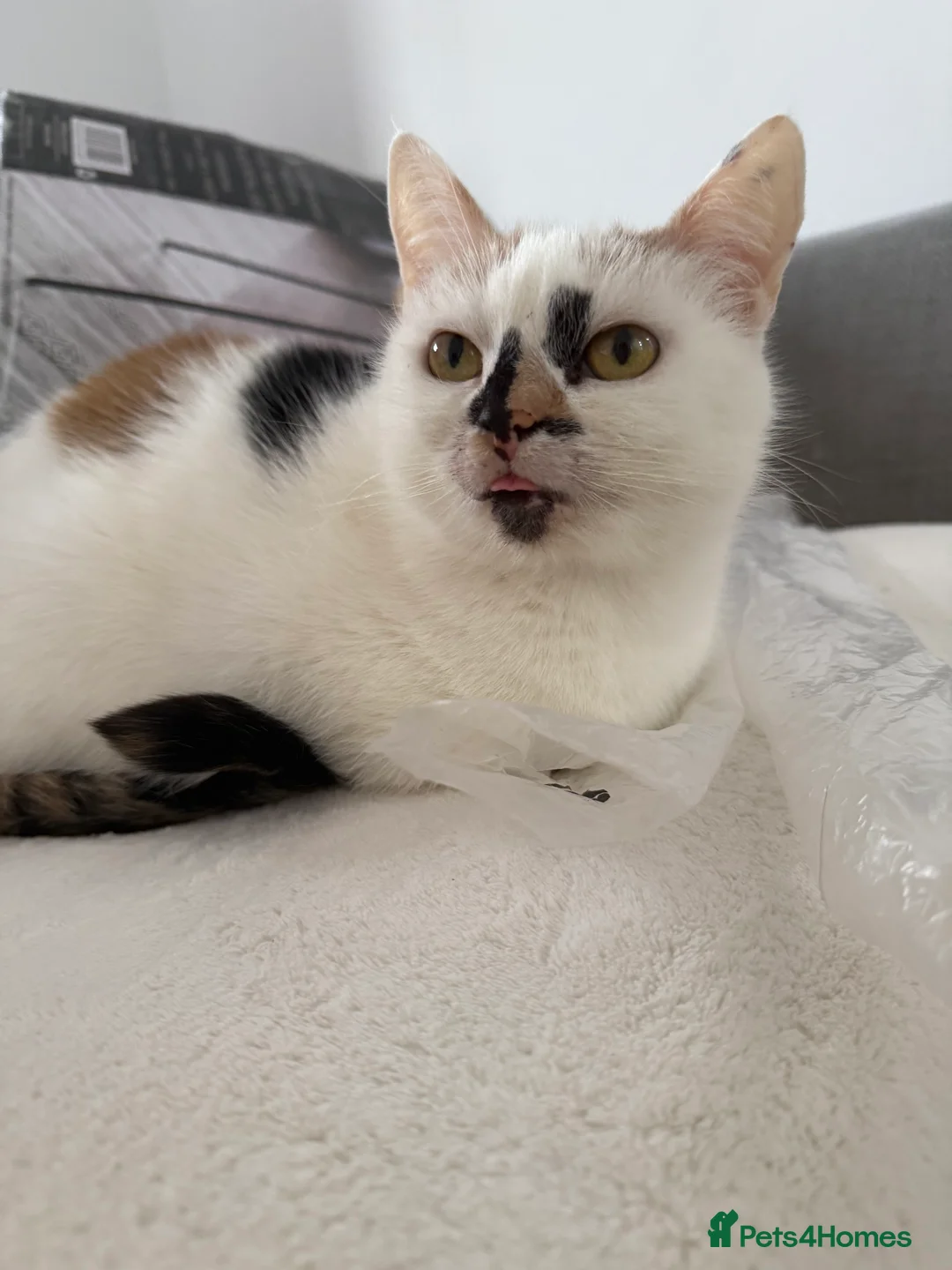 Mixed Breed cats for sale: 2 kittens for sale male with blue eyes and female - Advert 14