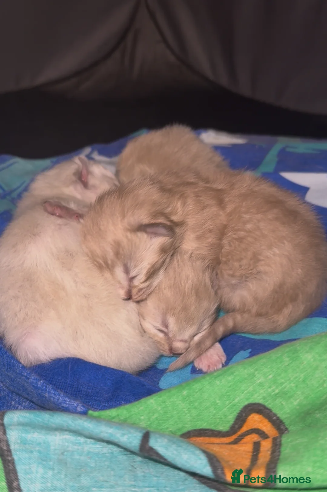 Ragdoll cats for sale: 3 female ragdolls including mink lynx  - Advert 2