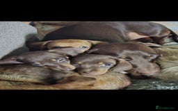 Mixed Breed dogs for sale: Mini dachshund cross puppies  - Image 9