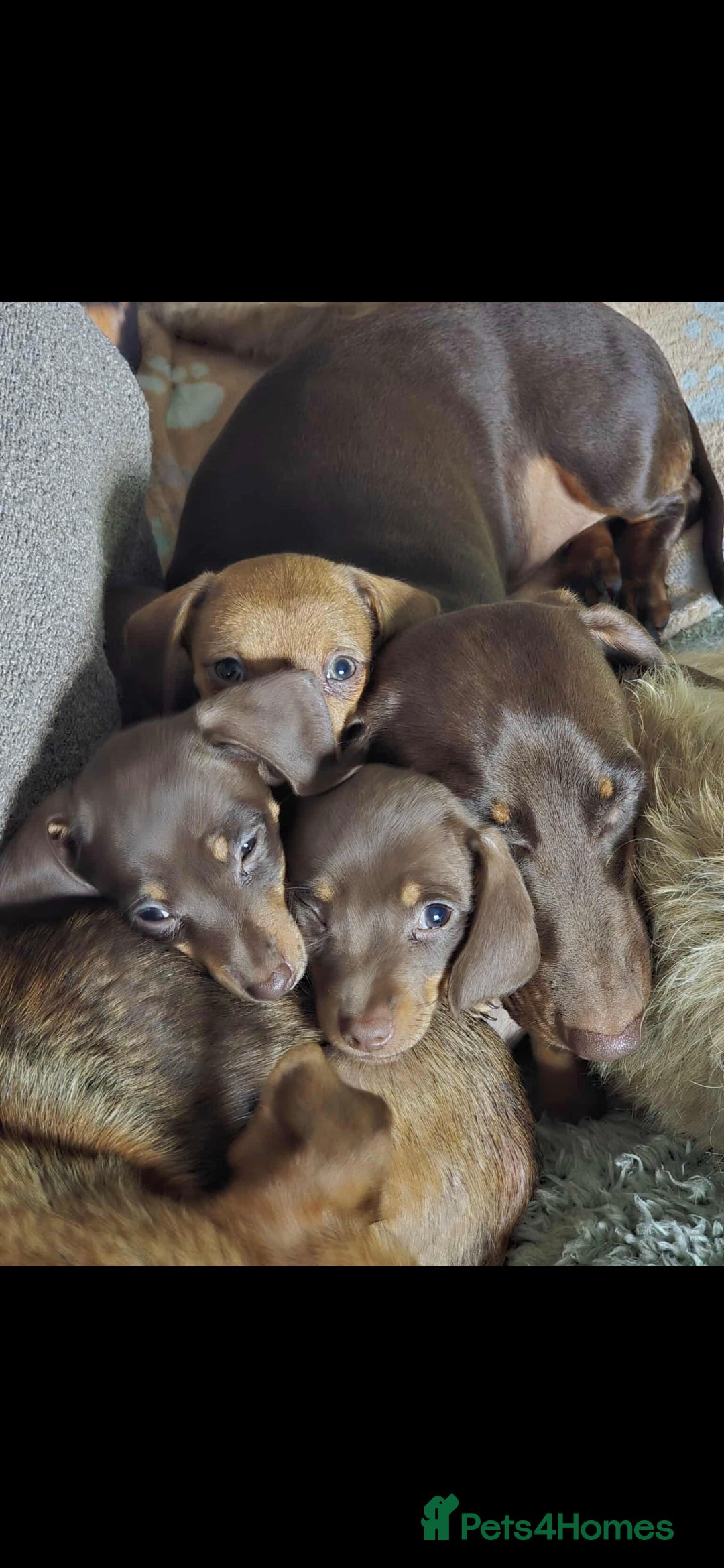 Mixed Breed dogs for sale: Mini dachshund cross puppies  - Image 9