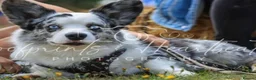 Welsh Corgi Cardigan dogs for sale: Stunning litter of Welsh cardigan corgi puppies  - Advert 5