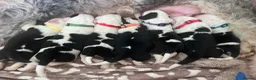 Mixed Breed dogs for sale: Old English saints  - Advert 1