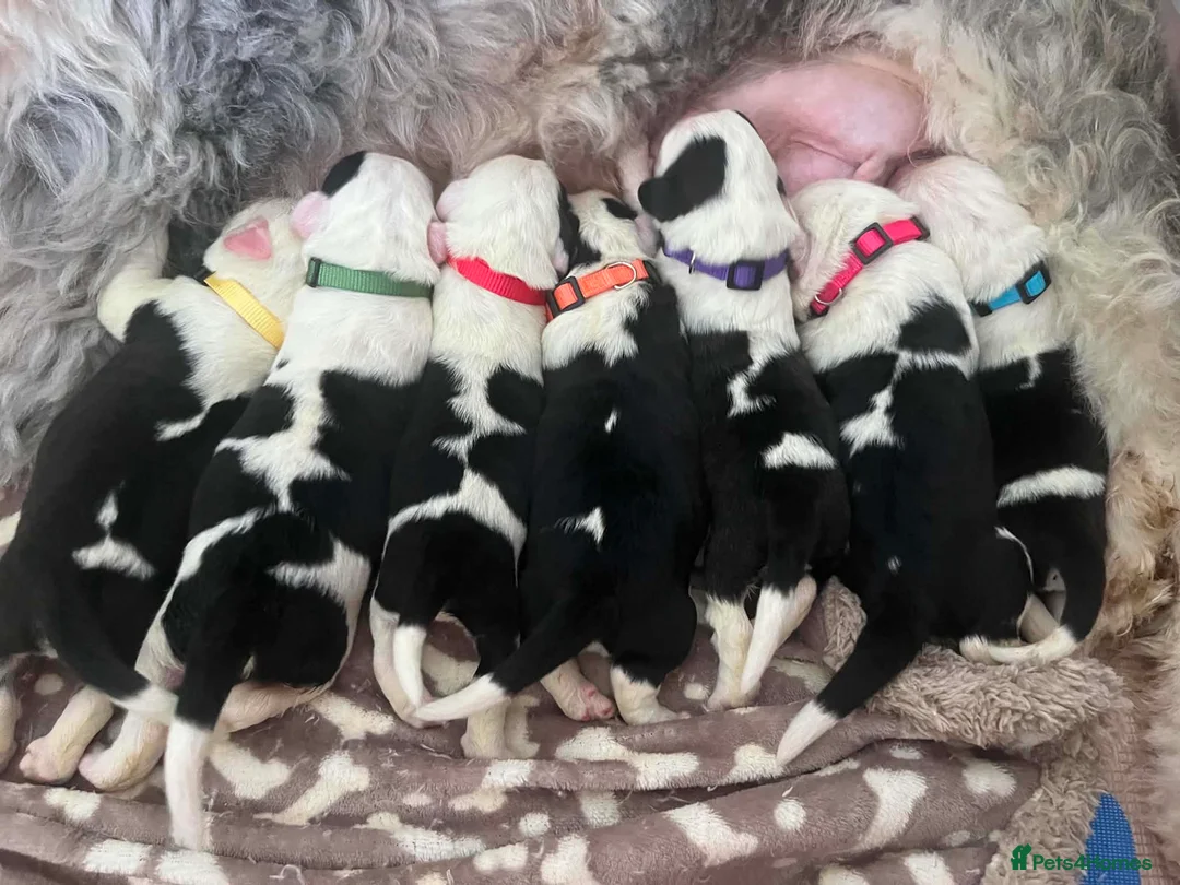 Mixed Breed dogs for sale: Old English saints  - Advert 1