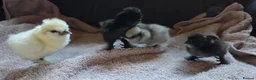 Chickens poultry for sale: DAY OLD PURE BREED SILKIE CHICKS  - Advert 2