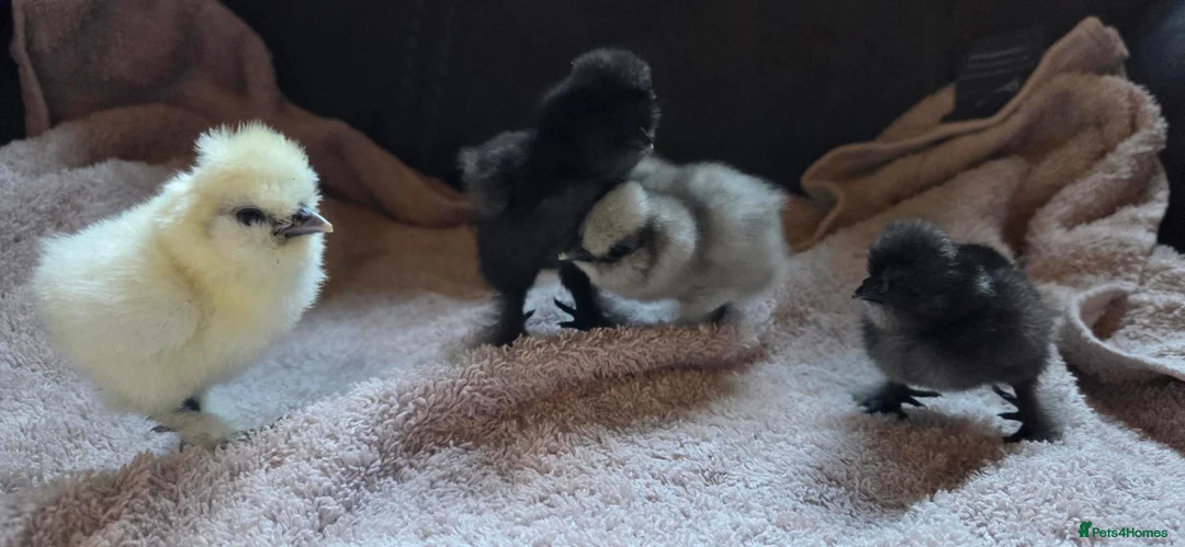 Chickens poultry for sale: DAY OLD PURE BREED SILKIE CHICKS  - Advert 2