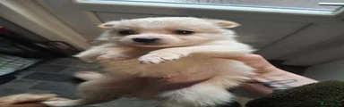 Pomchi Puppy 1