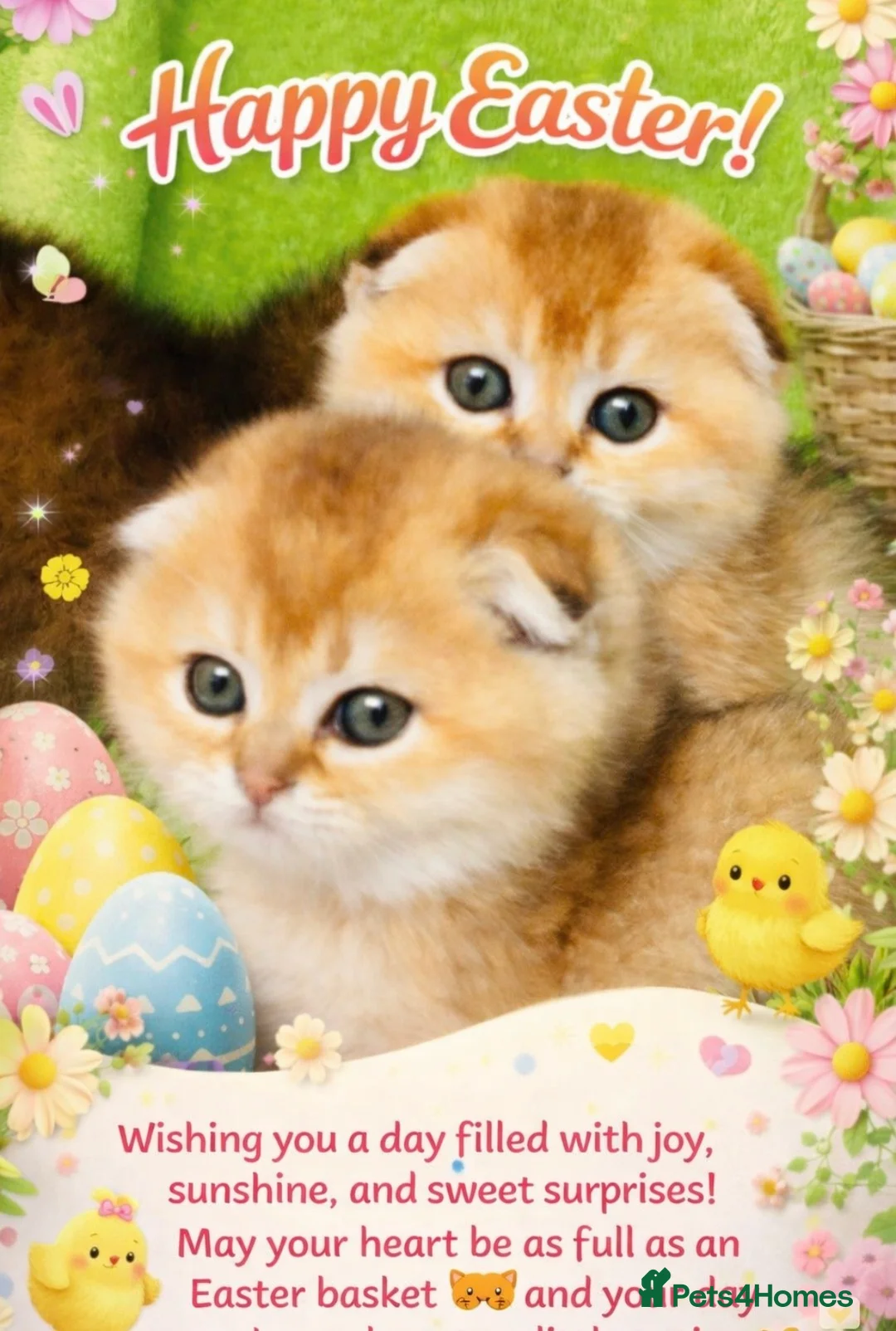 Scottish Fold cats for sale:  Tiny golden treasures for their forever homes! - Advert 1