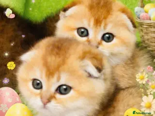 Scottish Fold cats Tiny golden treasures for their forever homes! - Advert 6