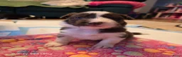 Border Collie dogs for sale: BORDER COLLIE PUPPIES – BEAUTIFUL LITTER OF 9  in Wishaw - Advert 17