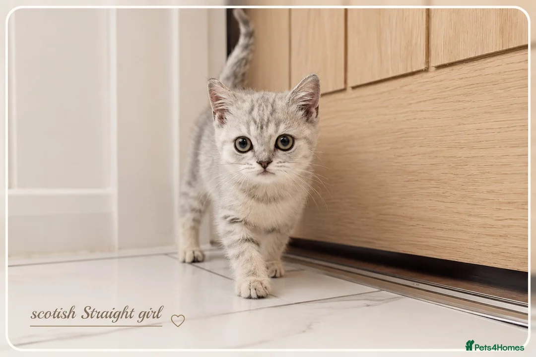 Scottish Fold cats for sale: Scotish fold kittens - Advert 2