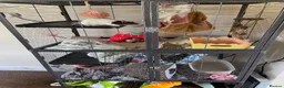 Rat rodents for sale: 4 Female Rats & Cage Full Setup in Nuneaton - Advert 2
