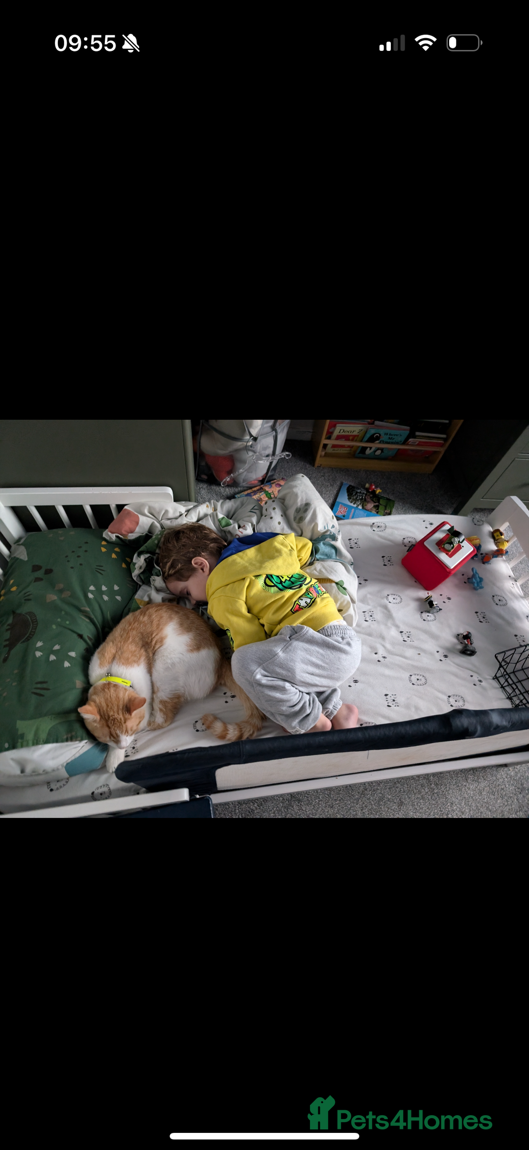 Mixed Breed cats for sale: Mabel and Sully - Advert 5