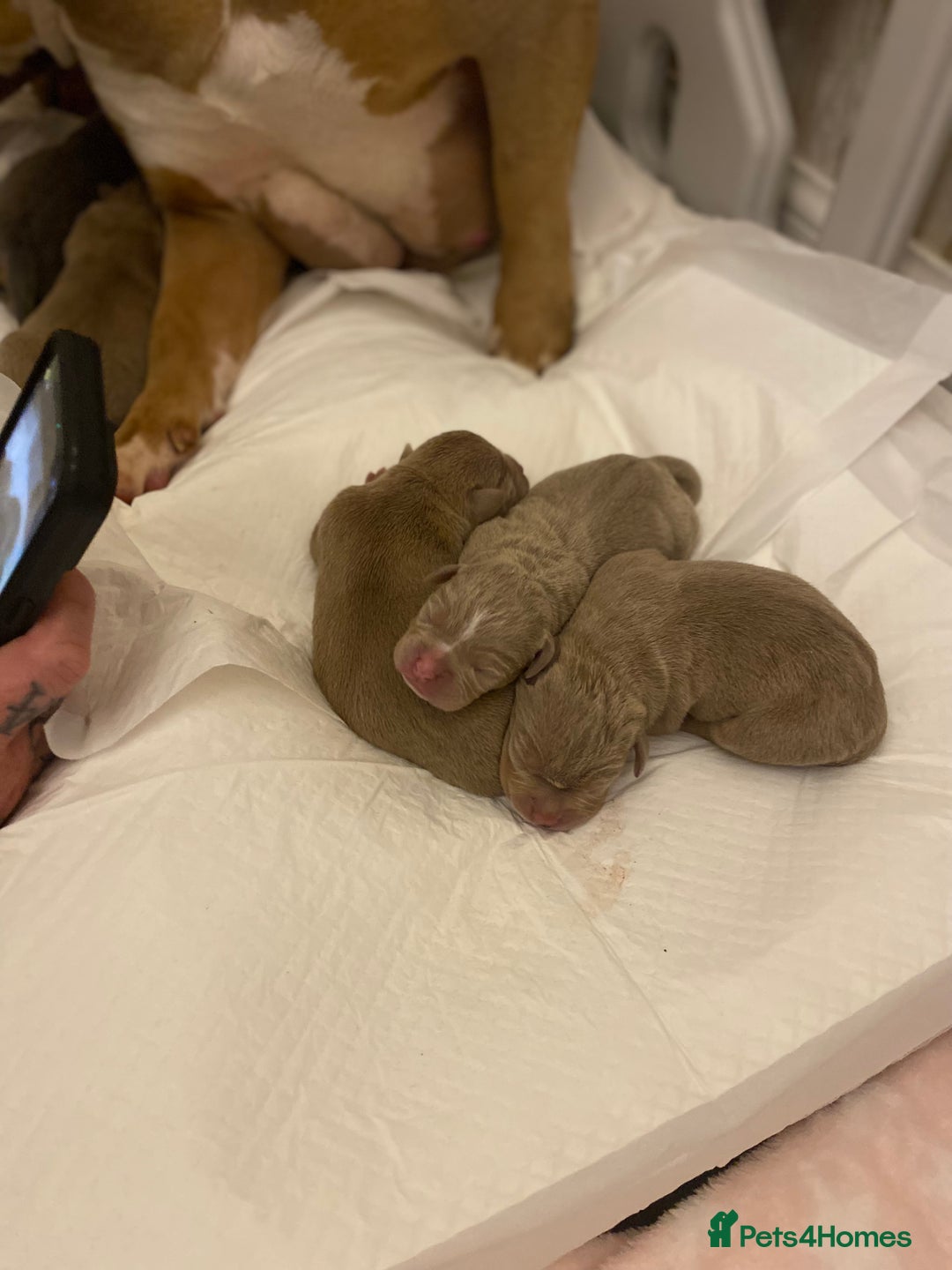 American Bully dogs for sale: Pocket bully pups - Advert 2