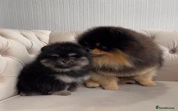 Pomeranian dogs for sale: Unique, extremely rare Pomeranian puppies ✨ - Image 5
